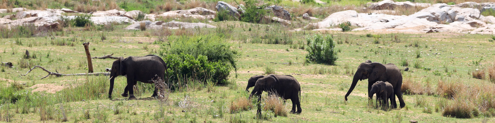 Elefanten im Kruger National Park (Photo by Getty Images)