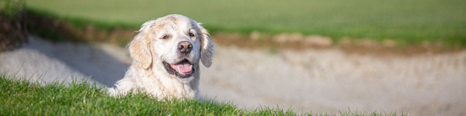 Hund auf dem Golfplatz (photo by Chedko / Shutterstock.com)